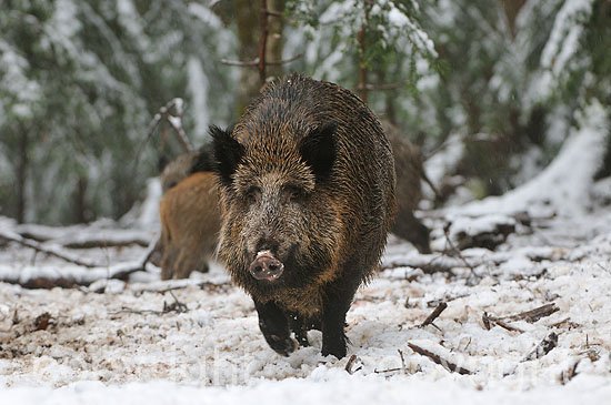 Junger, starker Wildschwein-Keiler im winterlichen Mischwald