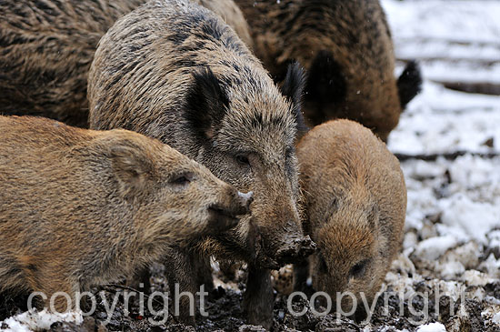 Führende Wildschwein-Bache bricht mit Frischlingen im harten Wi