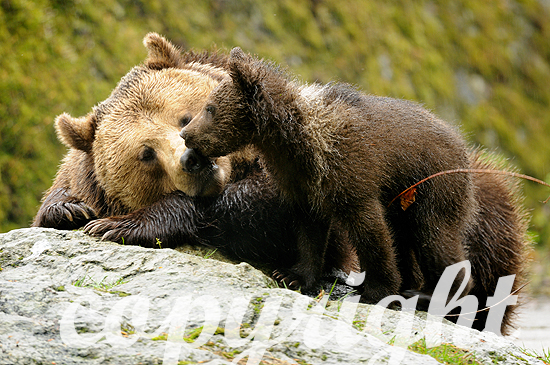 Schmusendes drei Monate altes Bärenjunge mit seiner Mutter