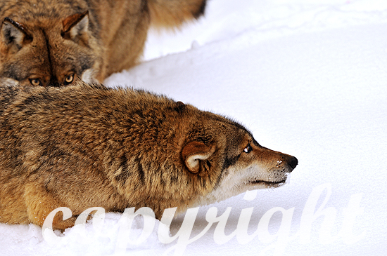 Wolf - Canis lupus, in der Ranzzeit