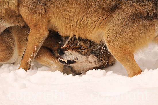Wolf - Canis lupus, in der Ranzzeit