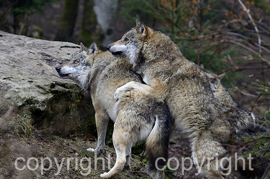 Wolf, Wölfe