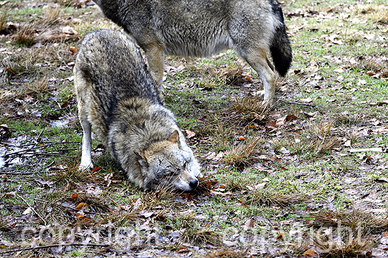 Wolf, Wölfe