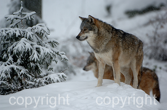 Wolf - Canis lupus