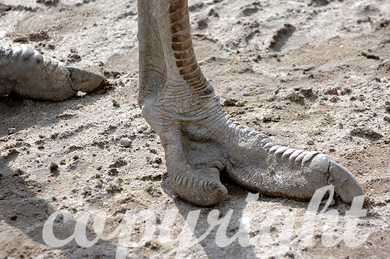 Afrikanische Strauß - Struthio camelus