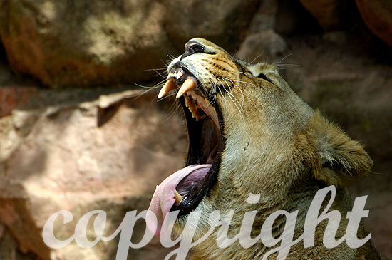 Löwe, asiatischer. - Panthera leo persica