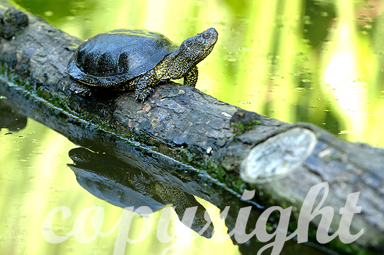 Europäische Sumpfschildkröte am Wasser beim Sonnenbaden