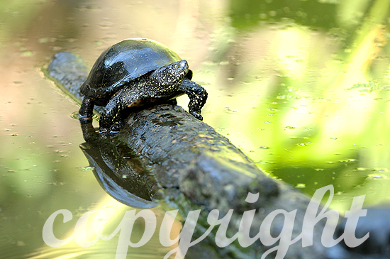 Europäische Sumpfschildkröte am Wasser beim Sonnenbaden