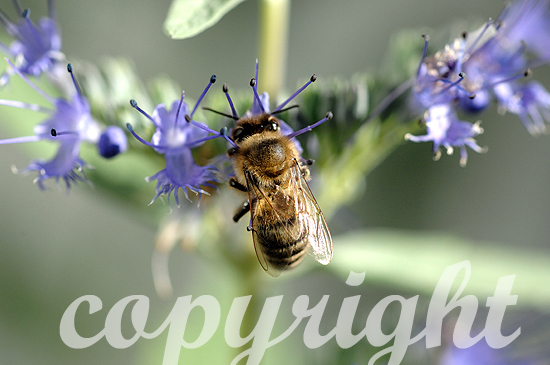 Biene, Westliche Honigbiene