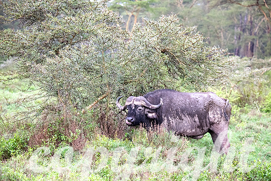 Kaffernbüffel