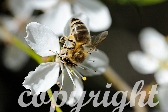 Baumblüten mit Bienen