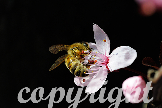 Blüten und Bienen