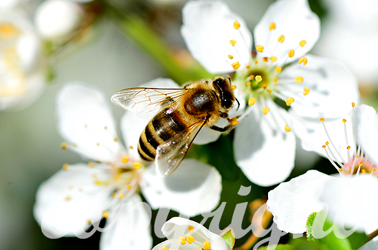 Westliche Honigbiene