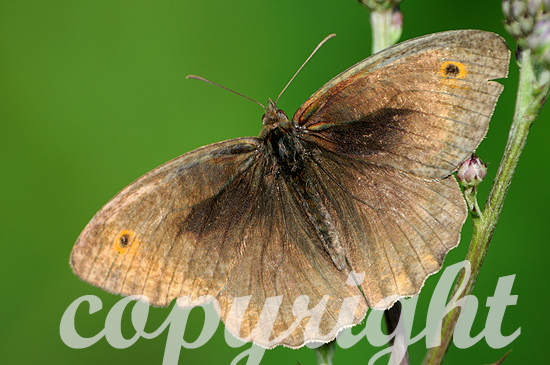 Große Ochsenauge, Maniola jurtina, ist ein Schmetterling aus de