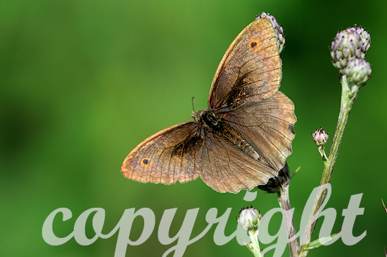 Große Ochsenauge, Maniola jurtina, ist ein Schmetterling aus de