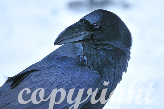 Kolkrabe, Corvus corax,