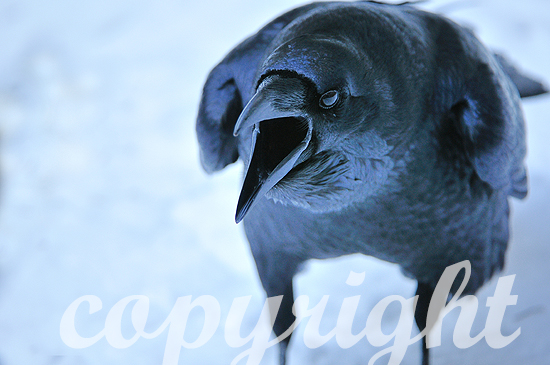 Kolkrabe, Corvus corax,