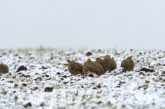 Rebhühner im Winter