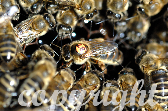 Westliche Honigbiene, Apis mellifera