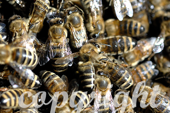 Westliche Honigbiene, Apis mellifera