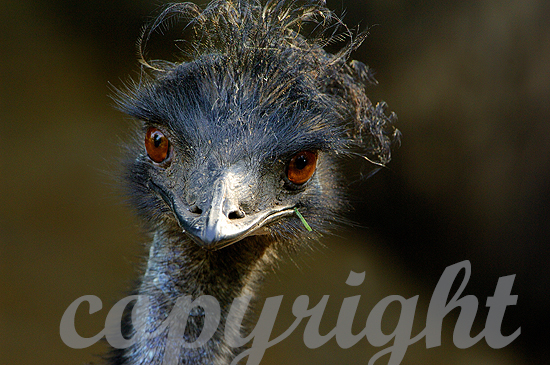 Emu, Dromaius novaehollandiae,