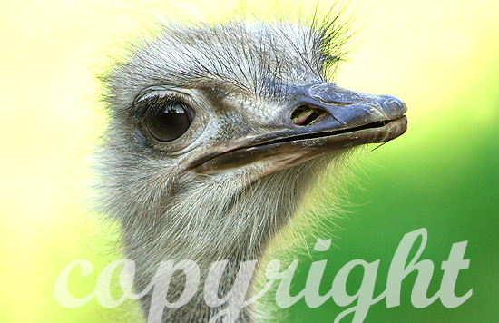Afrikanische Strauß - Struthio camelus