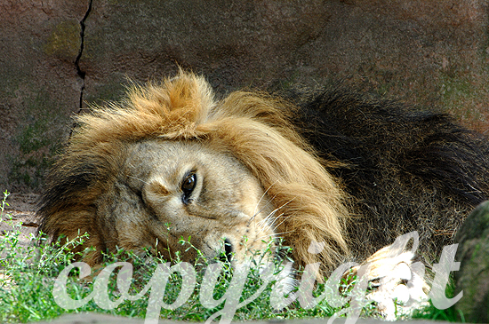 Löwe, asiatischer. - Panthera leo persica