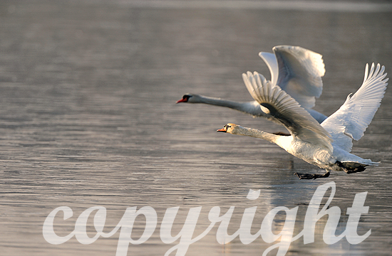 Höckerschwäne fliegen über zugefrorenen See