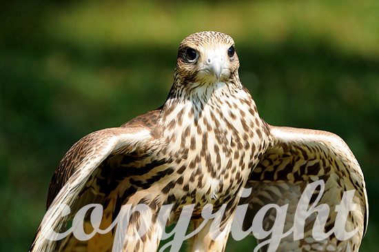 Sakerfalke - Falco cherrug