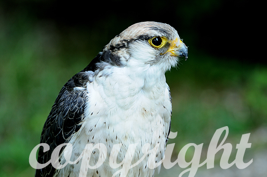 Lannerfalke, Falco biarmicus