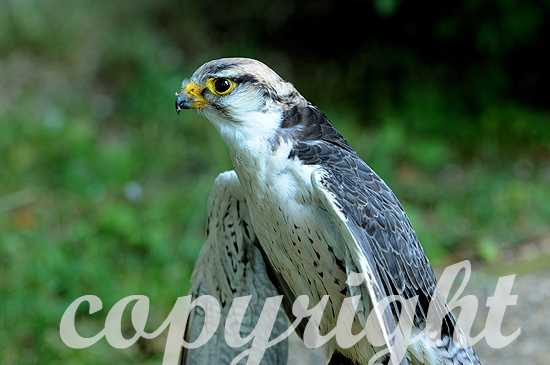 Lannerfalke, Falco biarmicus