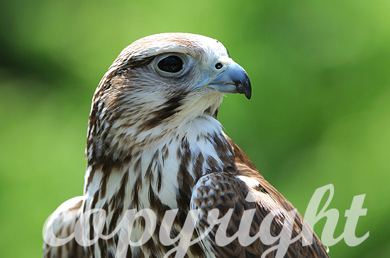 Sakerfalke - Falco cherrug