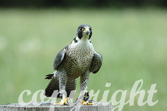 Wanderfalke - Falco peregrinus