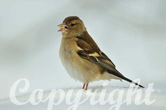 Buchfink-Weibchen im tiefen Schnee