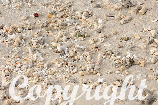 Beachcombing oder Strandspaziergang mit Muschelsuche
