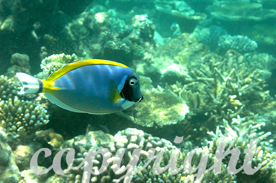 Malediven, Submarine, Weißkehl-Doktorfisch