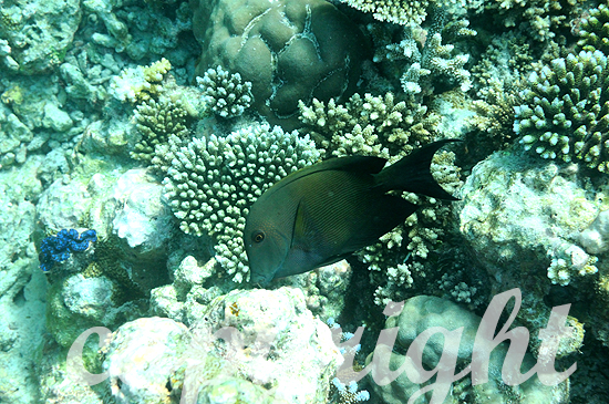 Malediven, Doktorfische, Familie Acanthurus