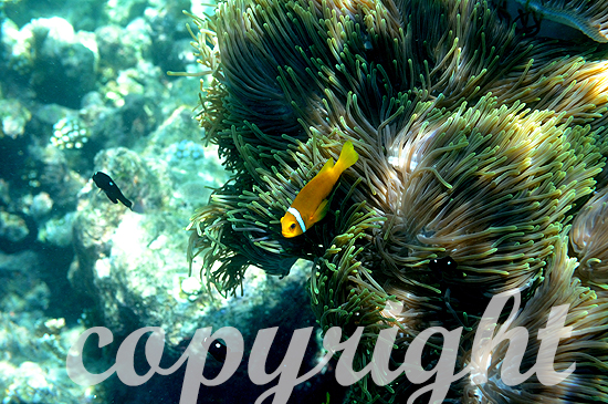 Malediven-Anemonenfisch, Amphiprion nigripes