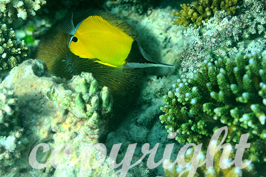 Malediven, Langmaul-Pinzettfisch, Forcipiger longirostris