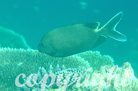 Malediven, Kaninchenfische, Familie Siganidae