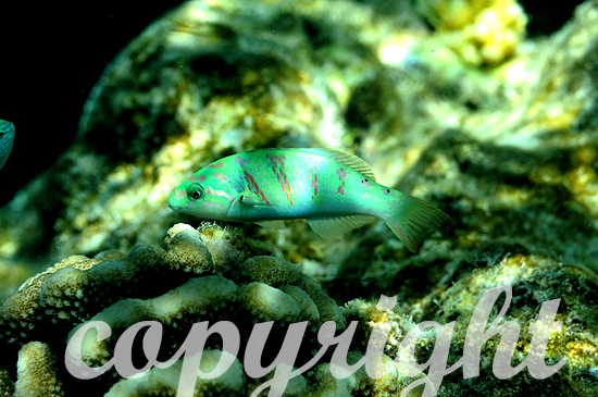 Malediven, Sechsstreifen-Lippfisch, Thalassoma hardwickii