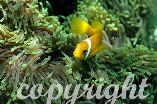 Malediven-Anemonenfisch, Amphiprion nigripes