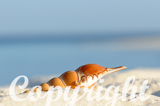 Beachcombing oder Strandspaziergang mit Muschelsuche