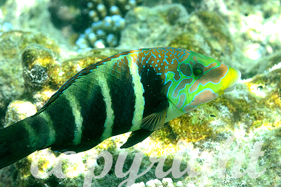 Malediven, Quergestreifter Dicklippen-Lippfisch, Hemigymnus fasc