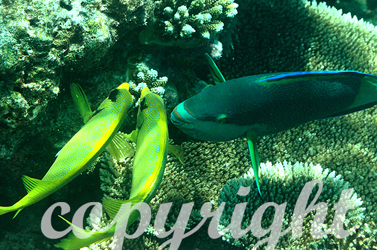 Malediven, Kaninchenfische, Familie Siganidae
