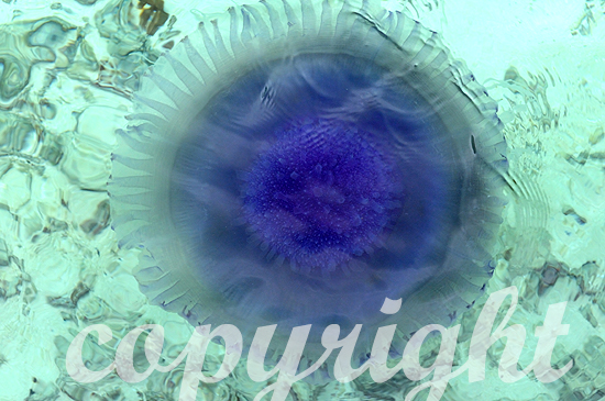 Malediven, Wurzelmundqualle, Crowned Jellyfish, Cephea cephea