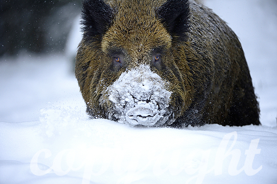 Wildschweine im Winter