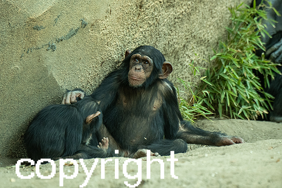 Schimpanse (gemeiner)