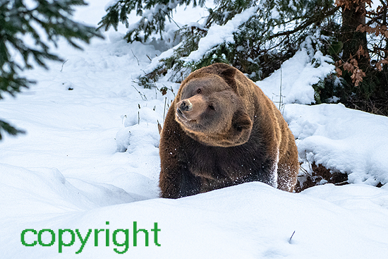 Braunbär im Schnee