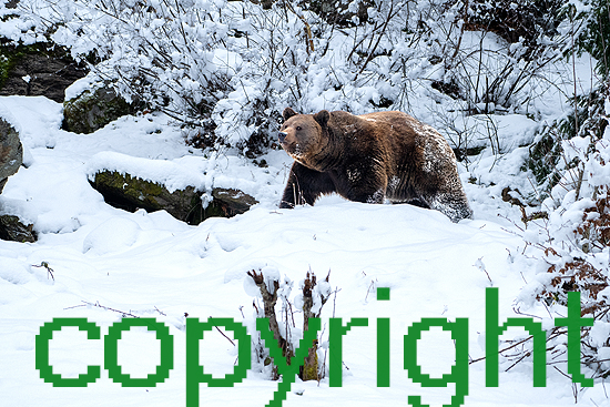 Braunbär im Schnee